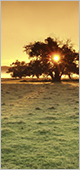 Tree Image